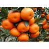 长期大量收购砂糖橘、皇帝柑、东方红、金桔