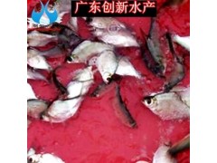 广东三角鲂鱼苗出售