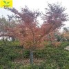 日本红枫树 5公分日本红枫价格