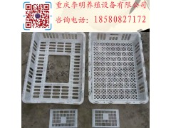 鸡用运输笼 成鸡周转笼 塑料鸡笼 养殖运输笼