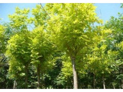 保定金叶白蜡价格种植基地供应