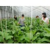 蔬菜温室大棚建造|蔬菜温室大棚制造商