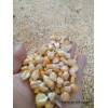 四川企业长期采购玉米小麦高粱碎米木薯淀粉等
