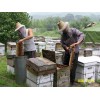 桶装蜂蜜批发荆条蜜优质土蜂蜜散装蜂蜜批发蜂蜜