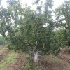 基地培育大樱桃树 嫁接新品种大樱桃树 当年结果大樱桃 价格合理