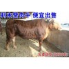 肉牛犊 肉牛 利木赞牛 利木赞牛犊 价格