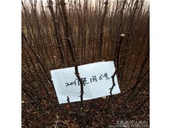 陇南农民种植花椒苗结果成串