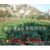 樱桃苗基地 车厘子樱桃苗 嫁接大樱桃苗