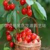 出售嫁接车厘子苗 真宗美国车厘子苗