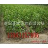 樱桃苗 果树苗 车厘子樱桃苗 1厘米车厘子樱桃苗价格