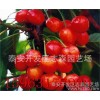 车厘子樱桃苗  供应车厘子樱桃苗 自家嫁接樱桃苗