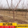 车厘子樱桃苗价格 1米以上车厘子樱桃树苗批发1公分粗车厘子樱桃小苗零售