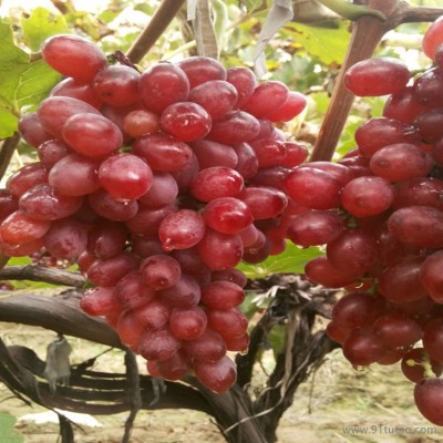 恒发  新鲜水果 颗粒饱满 克伦生葡萄 新鲜葡萄 品种齐全