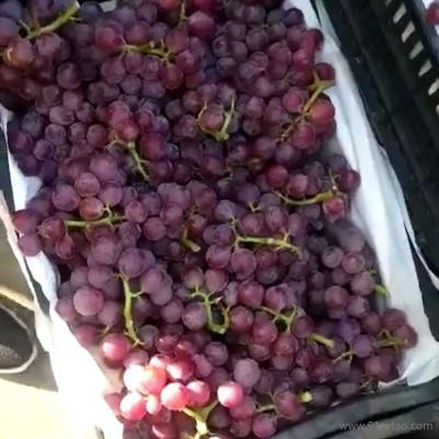 饶阳恒发 代购批发 新鲜水果 新鲜大粒葡萄  巨峰葡萄 新鲜葡萄 品种齐全