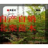 农村苗木,栾小苗,【农村苗木合作社】 低价  北栾小苗