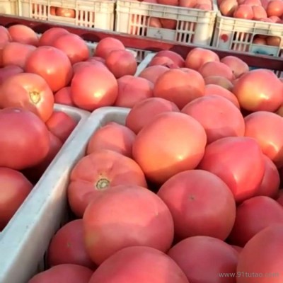 新疆西红柿沙瓤番茄（5斤）