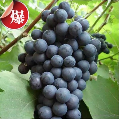 恒发 厂家销售 新鲜水果 新鲜大粒葡萄  巨峰葡萄 新鲜葡萄 品种齐全