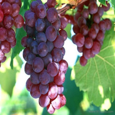 恒发 厂家直销 新鲜水果 新鲜葡萄  巨峰葡萄 可批发