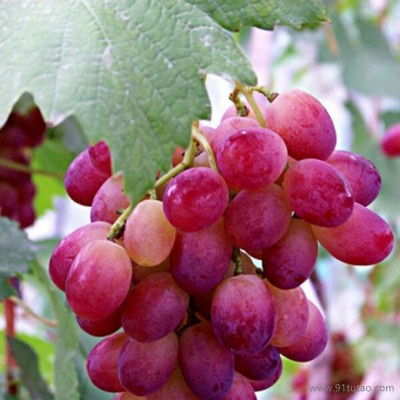 恒发 厂家自销售 新鲜水果  克伦生葡萄 新鲜葡萄 品种齐全