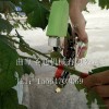 家庭农场西红柿绑枝机 牵绳吊秧产量高扎藤机 葡萄园快速绑蔓机