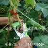 家庭农场种植小瓜绑枝机 茄子秧苗固定捆绑工具 手动式好用绑枝机