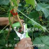 家庭农场种植小瓜绑枝机 茄子秧苗固定捆绑工具 手动式好用绑枝机