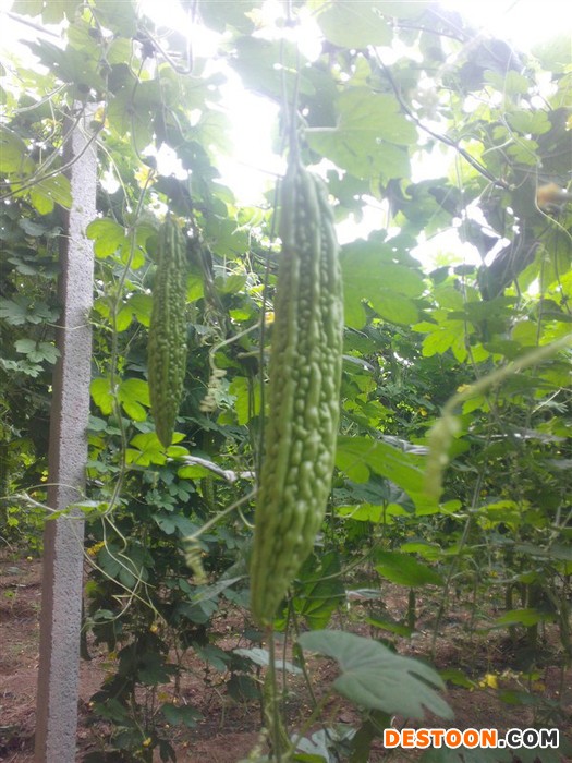 供应 沁岭盆栽 苗木花卉花草林木生产批发种植销售