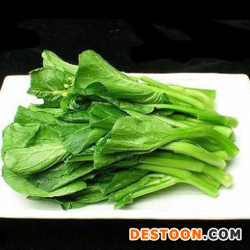 野菜万年青批发 包子/饺子/馄饨用野菜馅