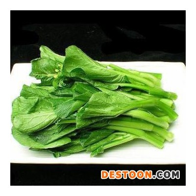 野菜万年青批发 包子/饺子/馄饨用野菜馅