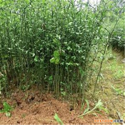 柿子苗集约化苗木管理普洱市永康方山柿子苗土壤和肥料混合