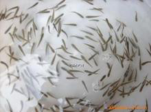 鲜活水产品河北省各种淡水鱼类，淡水鱼苗大量批发。规格1两至10斤，包活包运