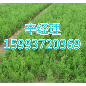 许昌求购垂柳/苗木基地159-9372-0369【艺林苗木】