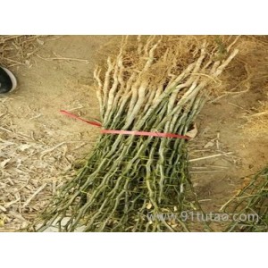 旺运苗木枸橘苗品种齐全基地直销新品种矮化枸橘苗基地求购