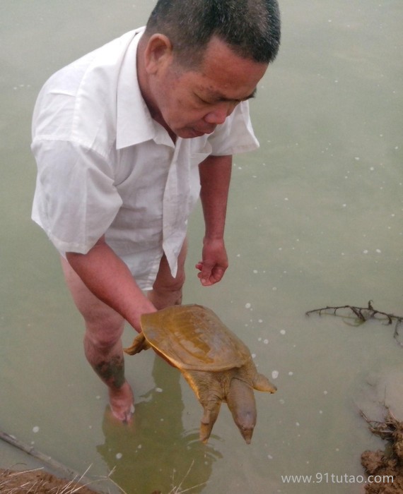 大量优质老鳖 甲鱼 园鱼 团鱼 水鱼 王八 种鳖鱼苗蛋类