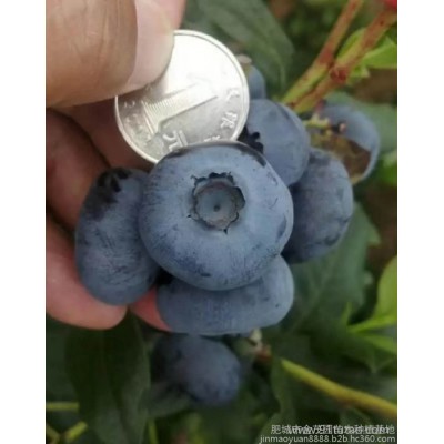 蓝莓苗木 金茂园苗木蓝莓苗