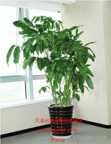 木本植物租摆木本植物租赁.木本植物销售