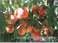 志森园艺果树 黄金蟠桃 营养丰富 尽在志森园艺