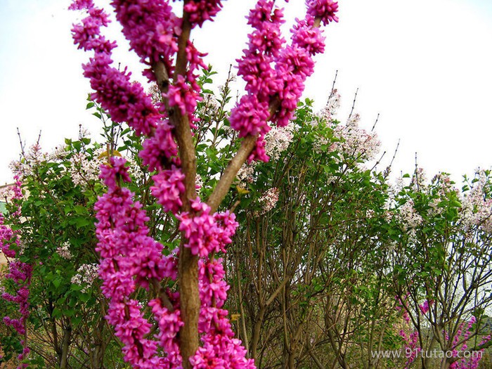 工程绿化树苗 紫荆树苗 满条红苗庭院观赏花卉 规格齐全