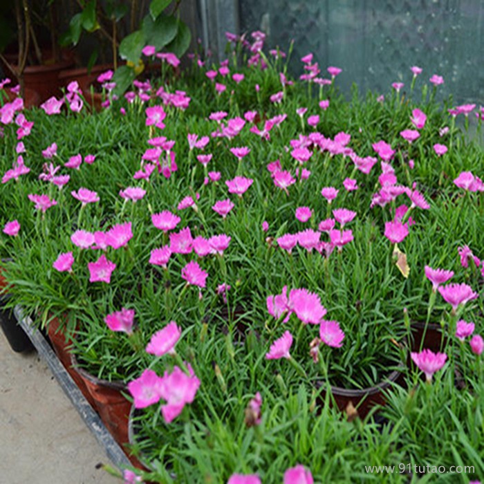 【紫欣雅】 欧石竹 观赏花卉 观赏植被 合作社 直销