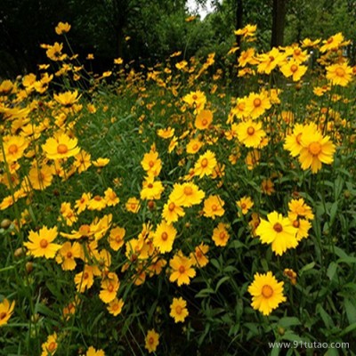 【紫欣雅】金鸡菊 观赏花卉