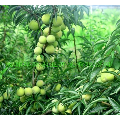 嫁接李子苗 嫁接果树苗 晚熟水果  农业种植致富项目