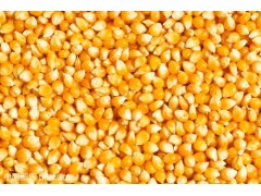 汉江长期收购玉米荞麦黄豆高粱碎米等农副产品