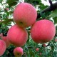 恒达园艺 苹果苗 供应苹果苗 苹果树苗 苹果苗价格 优质苹果苗批发