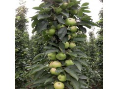 【恒达园艺】  柱状苹果苗 供应苹果苗 柱状苹果苗 苹果苗价格 优质苹果苗批发