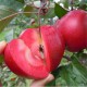 优质红富士苹果苗 矮化红肉苹果苗 出售苹果小苗 寒富苹果苗 苹果苗价格
