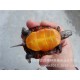 东锦龟 锦龟 小型个性红腹宠物 观赏乌龟活体 宠物招财龟