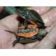 西锦龟 锦龟 西部锦龟价格 西锦龟活体宠物