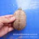 深水龟活体 广东白化草龟苗 乌龟宠物活体【背甲5~8公分】