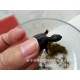 麝香龟 乌龟宠物活体 小乌龟活体
