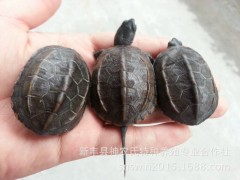 草龟 活体龟 乌龟活体 宠物乌龟苗 龟苗【背甲4-6公分】